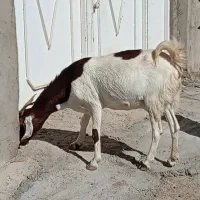 بزابستن گیسه دوقلوزا