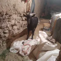 نری مورسیا دوساله|حیوانات مزرعه|کیانشهر, |دیوار