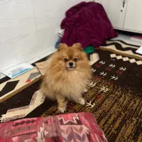 سگ پامر خرسی وارداتی