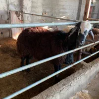 قوچ همو|حیوانات مزرعه|بابل, |دیوار