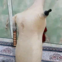فروش نی انبان نو
