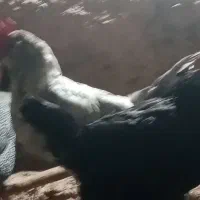 مرغ و خروس آمرکانا