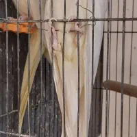 عروس هلندی|پرنده|خمینی‌شهر, |دیوار