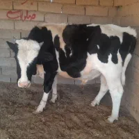 گوساله نر گاو|حیوانات مزرعه|نهبندان, |دیوار