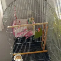 طوطی برزیلی مولد|پرنده|رودهن, |دیوار