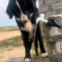 سگ قدریجانی گم شده مفقود پاداش