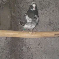 کبوتر