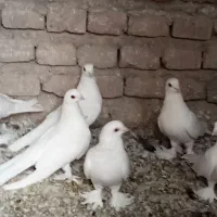 فروش 16عدد لوطی به فروش میرسد|پرنده|ایلخچی, |دیوار