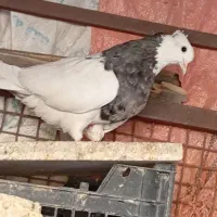کبوتر یکه
