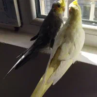 یه جفت عروس هلندی مولد سخنگو