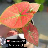 آهای آهای گل دارم گلای خوشرنگ و خوشگل و خاص دارم|گل و گیاه طبیعی|تهران, سعادت‌آباد|دیوار