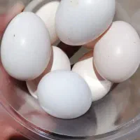 تخم نطفه دار گلین