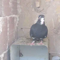 نرپلنگ خوشکل