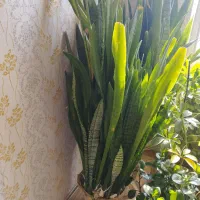 گلهای آپارتمانی