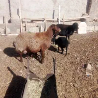 2راس میش زایده با3راس بره اوست|حیوانات مزرعه|نیشابور, مبارکه|دیوار