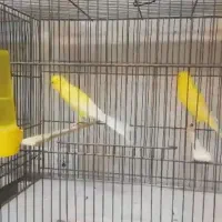 قناری رسمی بلند  شاخص