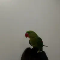 شاه طوطی شاه تخم نر ۶ماهه فول رام دستی|پرنده|تهران, شهرک زینبیه|دیوار