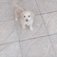 حیوانات|سگ|بم, |دیوار