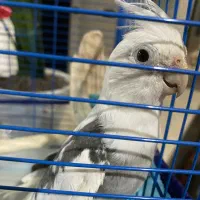 عروس هلندی|پرنده|رحیم‌آباد, |دیوار