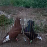 کبوتر عتیقه