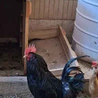 خروس مشکی نژاد مرندی