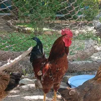 خروس