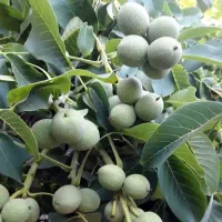 توزیع وعرضه انواع نهال گردو و بادام نهالستان غرب|خدمات باغبانی و درختکاری|گلپایگان, |دیوار