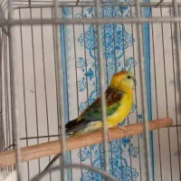 طوطی اوازخان/گرینچک|پرنده|محمدشهر, ولدآباد|دیوار