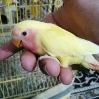 جوجه کوتوله|پرنده|فسا, |دیوار