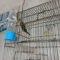 سهره قناری جوجه امسال