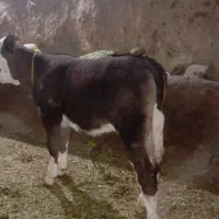 گاوشیری باگوساله دوماهه|حیوانات مزرعه|دیواندره, |دیوار