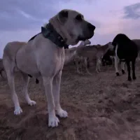 111|سگ|تربت جام, اسماعیل آباد|دیوار