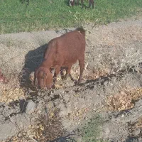 بز ماده جوان