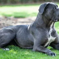 کنکورسو بلو نر ماستیف ایتالیایی