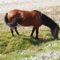 اسب|حیوانات مزرعه|خلیل شهر, |دیوار