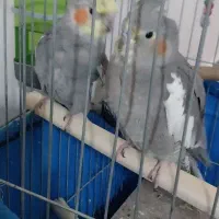 عروس هلندی سخنگو