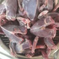 کبوتر کشتنی تمیز شده|پرنده|خمینی‌شهر, |دیوار