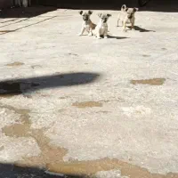 توله های پاکوتاه|سگ|کرمانشاه, |دیوار