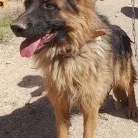 ژرمن شپرد گمشده