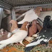 کبوتر|پرنده|شیراز, کوشک میدان|دیوار