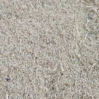 جو دیم|حیوانات مزرعه|مسجد سلیمان, |دیوار