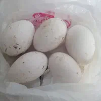 تخم قوغاز