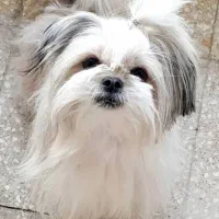 شیتزو تک‌رنگ