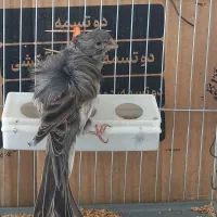 قناری نر سوپر فر