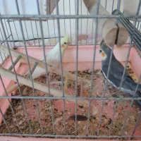 ۲عدد عروس هلندی