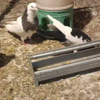 سه تا کفتر گرفتنی قیمت تعاونی|پرنده|بهار, |دیوار