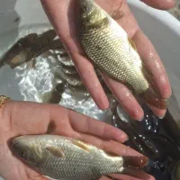 فروش خوراک و بچه ماهی