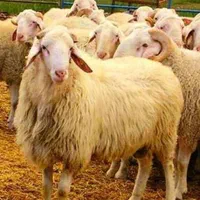 گوسفند زنده ارگانیک ب شرط نصف گوشتی