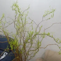 بید .گل طبیع|گل و گیاه طبیعی|تهران, باغ خزانه|دیوار