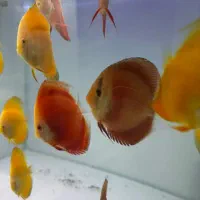 ماهی دیسکس|ماهی|مشهد, شهید مطهری|دیوار